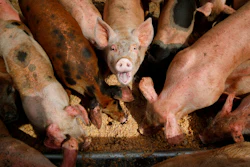 Pigs Food Waste Ap