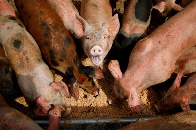 Pigs Food Waste Ap