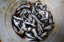 In this Marc h 18, 2019 photo, herring cover the bottom of a barrel at a bait dealer in Portland, Maine. Members of the lobster business fear a looming bait crisis could disrupt the industry during a time when lobsters are as plentiful and valuable as ever. The fishery relies on herring, a small, schooling fish that other fishermen seek in the Atlantic Ocean. (AP Photo/Robert F. Bukaty)