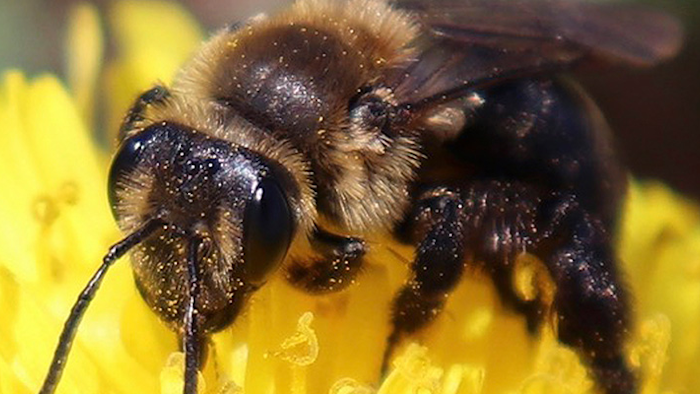 This 2018 photo provided by the University of New Hampshire shows a ground nesting bee pollinating a flower in New Hampshire. The species is one of 14 declining wild bee species identified in a study published in April 2019 by researchers at the university. The new study has found that more than a dozen wild bee species critical to pollinating fruits and vegetables across New England are on the decline. (University of New Hampshire/Molly Jacobson via AP)