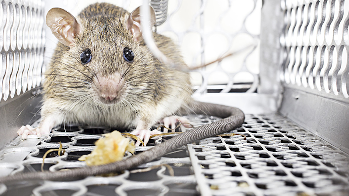 Rodent Control: Actions You Can Take