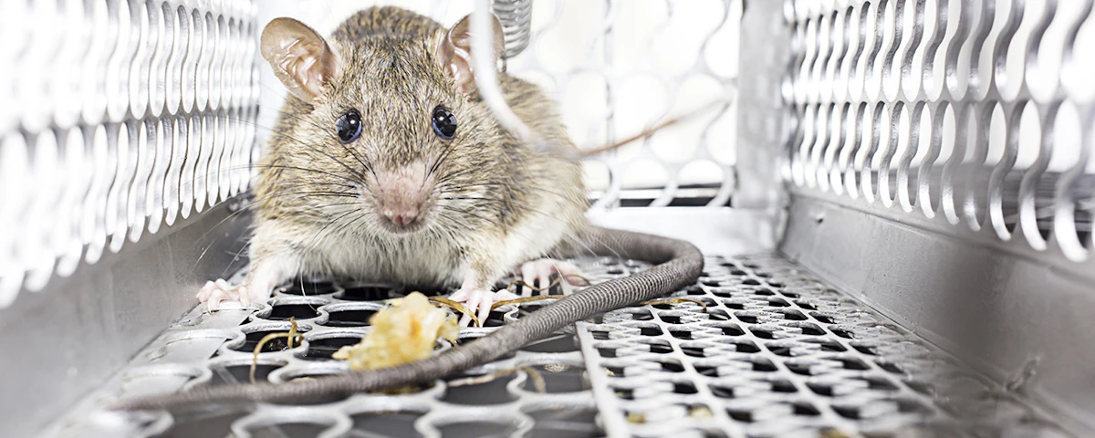 4 Effective Steps for Rodent Control in Your Food Processing Facility ...