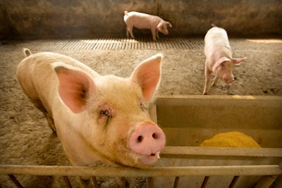 Swine Fever Hogs Pigs Ap