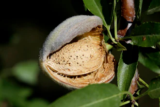 Walnut Pesticide Ap