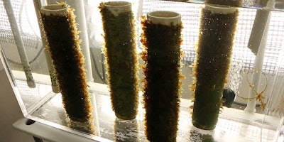 FILE - In this Nov. 4, 2015, file photo, kelp grows on spools of twine in an aquarium at a lab at the University of New England in Biddeford, Maine. The lab provides baby seaweed to populate a growing number of commercial farms. Members of Maine’s seaweed industry say a court ruling could dramatically change the nature of the business in the state, which has seen the harvest of the gooey stuff grow by leaps and bounds this decade. (AP Photo/Robert F. Bukaty, File)
