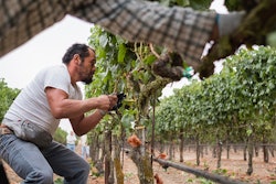 Mnet 211883 Pbs Film Winemaking