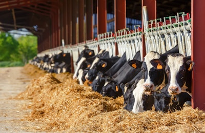 Dairy Farm Holsteins