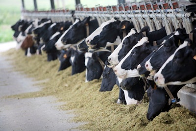 Holstein Cows 000017192653 Full (1)
