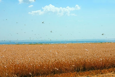 Locusts In Wheat Field