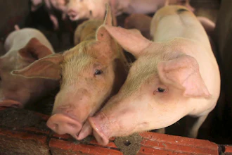 Swine Fever