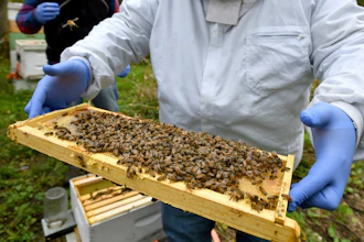Honeybees