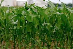 Mnet 213872 Corn Usda Hero Image