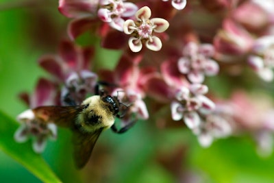 Bees Pesticide Ap