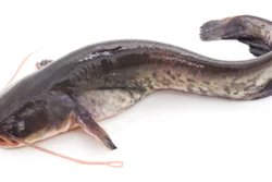 Catfish Istock