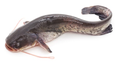 Catfish Istock