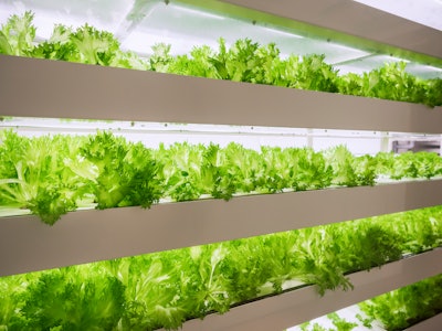 Lettuce In A Greenhouse