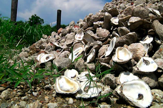 Seafood