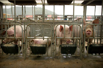 Pigs