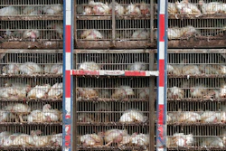 Chicken Trade Ap