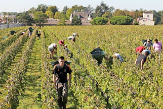 Vineyards
