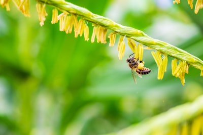Bee Pollinating Corn Flower