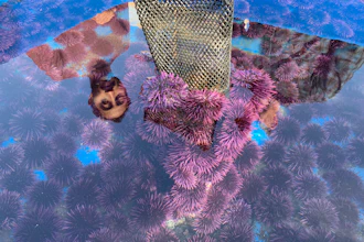 Sea Urchin