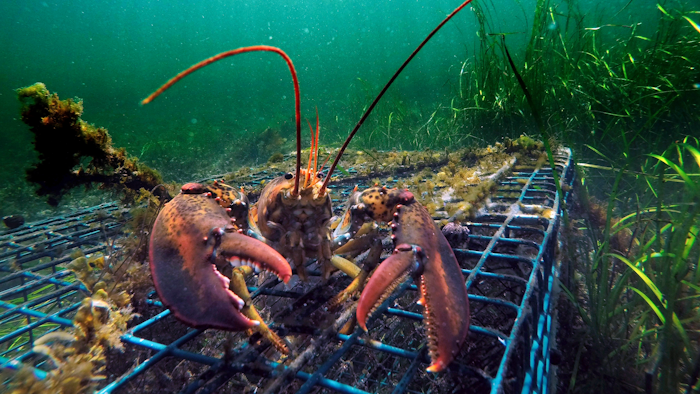 In this Sept. 5, 2018 file photo, a lobster walks over the top of a lobster trap off the coast of Biddeford, ME.