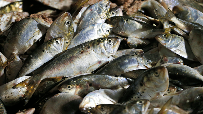 In this Nov. 26, 2019 photo, Menhaden are stacked in a hold of the Windmill Point menhaden fishing boat at Omega Protein's menhaden processing plant on Cockrell's Creek in Reedville, VA.