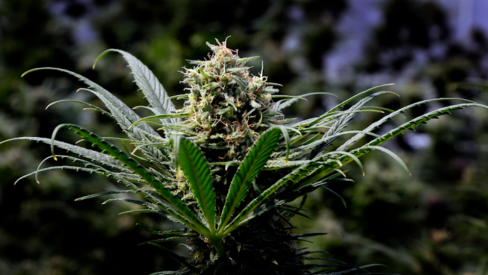 This May 24, 2018 file photo shows a marijuana plant in Oregon.