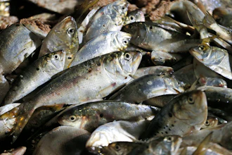 In this Nov. 26, 2019 photo, Menhaden are stacked in a hold of the Windmill Point menhaden fishing boat at Omega Protein's menhaden processing plant on Cockrell's Creek in Reedville, VA.