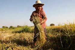 In this Feb. 11, 2019 file photo, woman cuts rice in the village of Samroang Kandal on the north side of Phnom Penh, Cambodia. Nearly a half-billion people in the Asia-Pacific are still malnourished and to achieve a goal of zero hunger by 2030 requires that millions escape food insecurity each month, according to a report released Wednesday by United Nations agencies.