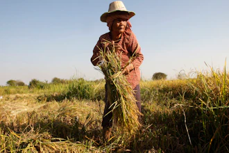 In this Feb. 11, 2019 file photo, woman cuts rice in the village of Samroang Kandal on the north side of Phnom Penh, Cambodia. Nearly a half-billion people in the Asia-Pacific are still malnourished and to achieve a goal of zero hunger by 2030 requires that millions escape food insecurity each month, according to a report released Wednesday by United Nations agencies.