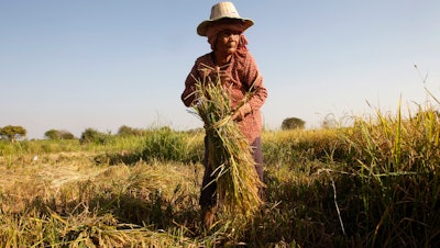 In this Feb. 11, 2019 file photo, woman cuts rice in the village of Samroang Kandal on the north side of Phnom Penh, Cambodia. Nearly a half-billion people in the Asia-Pacific are still malnourished and to achieve a goal of zero hunger by 2030 requires that millions escape food insecurity each month, according to a report released Wednesday by United Nations agencies.