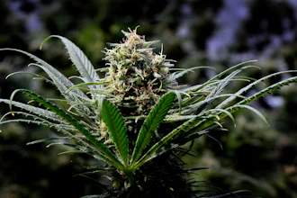 This May 24, 2018 file photo shows a marijuana plant in Oregon.