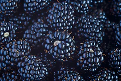 Blackberries I Stock