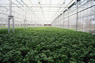 Gotham Greens produce is grown in 100 percent renewable electricity-powered hydroponic greenhouses.