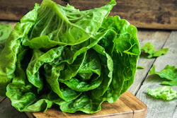 Romaine I Stock