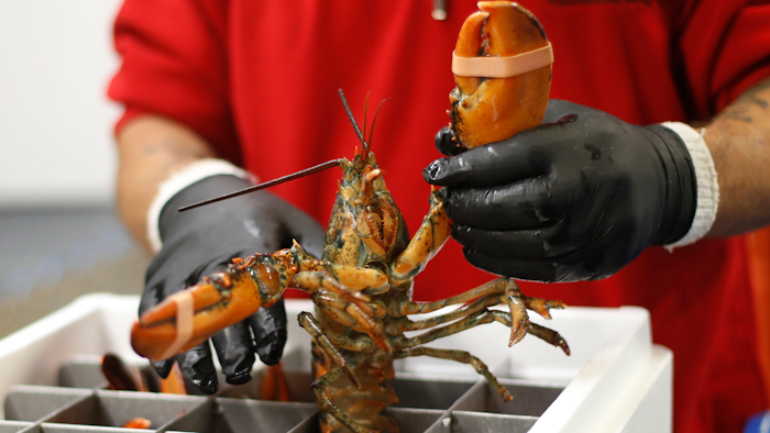 In this Sept. 11, 2018 file photo, a live lobster is packed into a cooler for shipment to China at The Lobster Company in Arundel, ME.