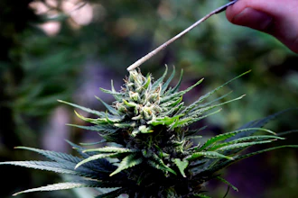 In this April 24, 2018 file photo, a hemp plant is pollinated at the Unique Botanicals facility in Springfield, OrR.