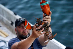 In this Aug. 24, 2019 file photo, a dealer at Cape Porpoise holds a 3 1/2 pound lobster in Kennebunkport, ME.