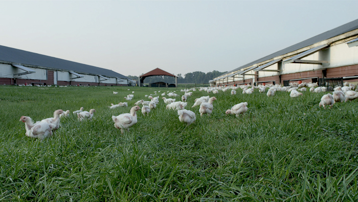 Perdue Farms chickens raised with outdoor access.