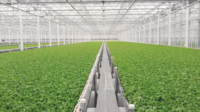 Hydroponic Greenhouses Boosting Year Round Lettuce Growth In New