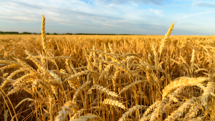 Usda Expands Us Wheat Market Adds Pacific Northwest To Kenya Exporters Food Manufacturing