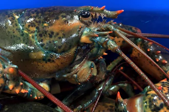 This May 8, 2019 file photo shows a lobster atop others in Arundel, Maine. Maine's congressional delegation announced Tuesday, Feb. 25, 2020, that China is making U.S. lobster eligible for a tariff reduction. Starting the following week, Chinese businesses could apply for a tariff exemption that would let them buy U.S. lobster at a lower price, officials said.