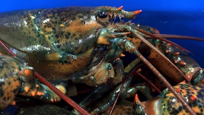 This May 8, 2019 file photo shows a lobster atop others in Arundel, Maine. Maine's congressional delegation announced Tuesday, Feb. 25, 2020, that China is making U.S. lobster eligible for a tariff reduction. Starting the following week, Chinese businesses could apply for a tariff exemption that would let them buy U.S. lobster at a lower price, officials said.