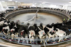 In this Dec. 4, 2019 photo, cows are milked on a large carousel at the Rosendale Dairy in Pickett, WI. At Rosendale Dairy, each of the 9,000 cows has a microchip implanted in an ear that workers can scan with smartphones for up-to-the-minute information on how the animal is doing, everything from their nutrition to their health history to their productivity.