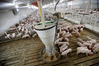 In this Oct. 31, 2018 photo, hogs feed in a pen in a concentrated animal feeding operation, or CAFO, on the Gary Sovereign farm, in Lawler, IA.