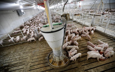 In this Oct. 31, 2018 photo, hogs feed in a pen in a concentrated animal feeding operation, or CAFO, on the Gary Sovereign farm, in Lawler, IA.