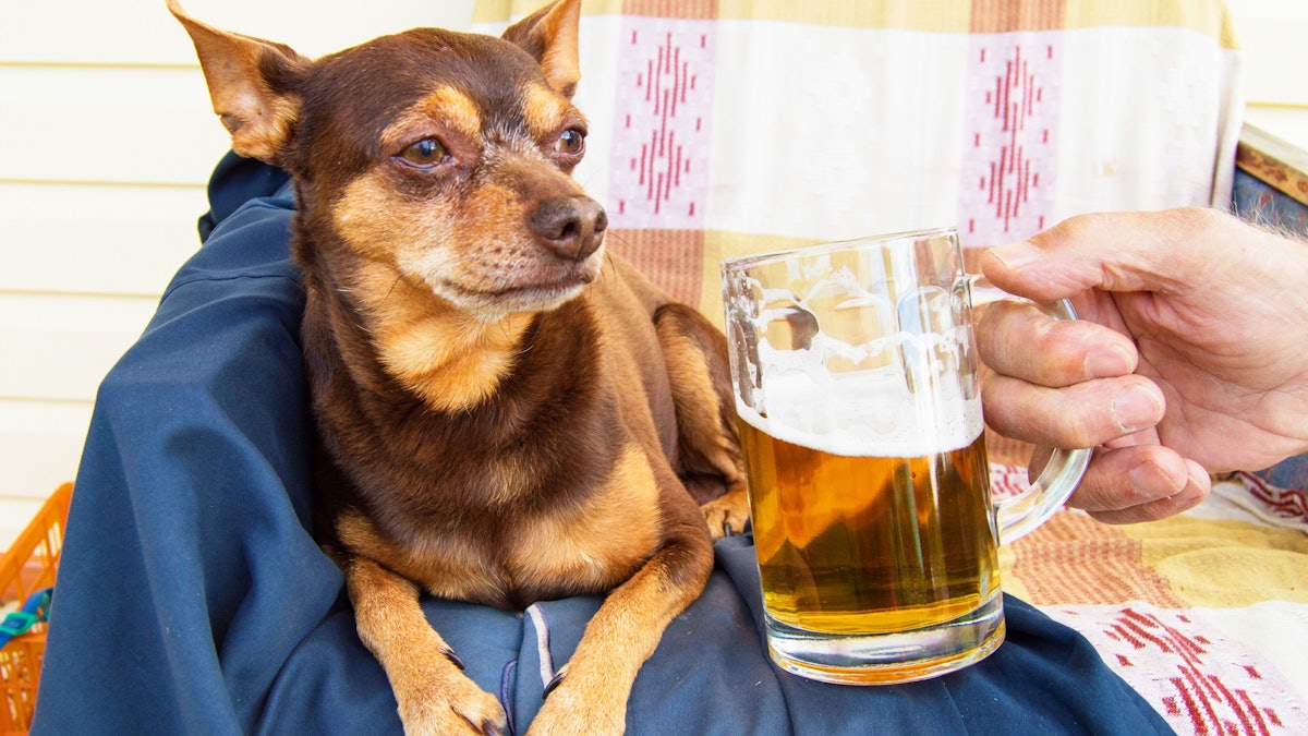 how much beer gets a dog drunk