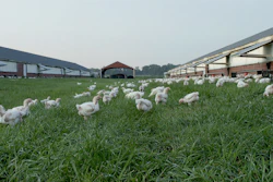 Perdue Farms chickens raised with outdoor access.